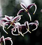 Epimedium x omeiense 'Stormcloud' 