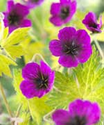 Geranium 'Red Admiral'