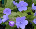 Omphalodes cappadocica 'Cherry Ingram' AGM