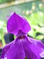 Roscoea 'Harvington Royale' AGM