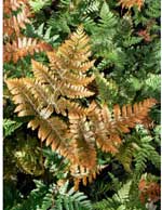 Dryopteris koidzumiana