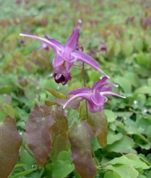 Epimedium grandiflorum 'Lilafee' (Lilac Fairy) 