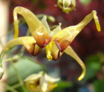 Epimedium wushanense 'Caramel'