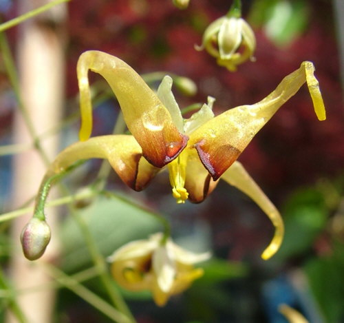 Epimedium wushanense 'Caramel'