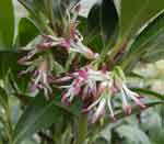 Sarcococca humilis